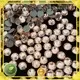 Jpstrass swarovski rhinestone beads quality for clothes 1