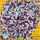 Jpstrass bluk bulk rhinestones supplier for party 1