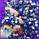 flat glue supplier for clothes 1