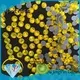 online hot fix stone more wholesale for dress 1