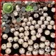 Jpstrass online custom rhinestone transfers wholesale on sale for clothes1 1