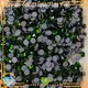 bulk hot fix stone flat amethyst for clothing 1