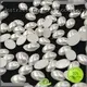 Jpstrass wholesale flat back pearl beads factory for ballroom 1
