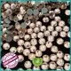 bulk purchase rhinestone beads clothes quality for dress 1