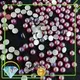 Jpstrass wholesale crystal beads flat back business for ballroom 1