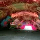 indoor customized outdoor Inflatable Tent tent KK INFLATABLE Brand 7