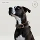 Best Airtag Dog Collar 6~15 Days by Purespet 6