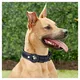 Apple Airtag Pet Collar Online Payment Or T/T (30% Deposit and the Balance Paid Before Shipment) by Purespet 6