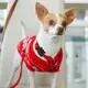 Air Tag Holder for Collar by Purespet 12
