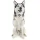 Pet Tracker Collar by Purespet 4