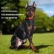 Smart Pet Product Manufacturer Online Payment Or T/T (30% Deposit and the Balance Paid Before Shipment) GPS Collar Wholesale - Purespet 6