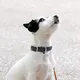 Dog Leashes and Collars for Sale Black - - 5
