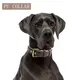 Dog Collar Lead and Harness Set PSP-815 by 2