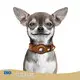 Cat Collar with Airtag Holder AirTag Collar Wholesale - Purespet 1