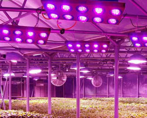 Learnew grow led from China bulk production 8