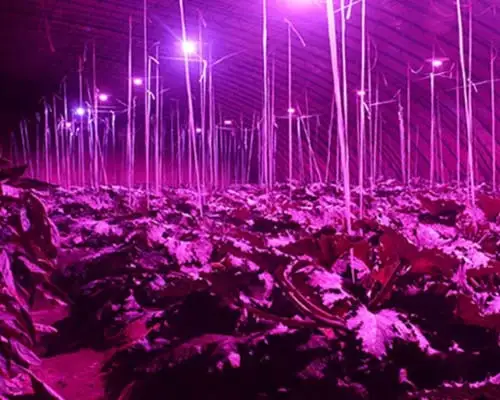 cob led grow hot-sale for stage light Learnew 9