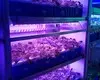 Learnew hot-sale cob power led factory for promotion 10