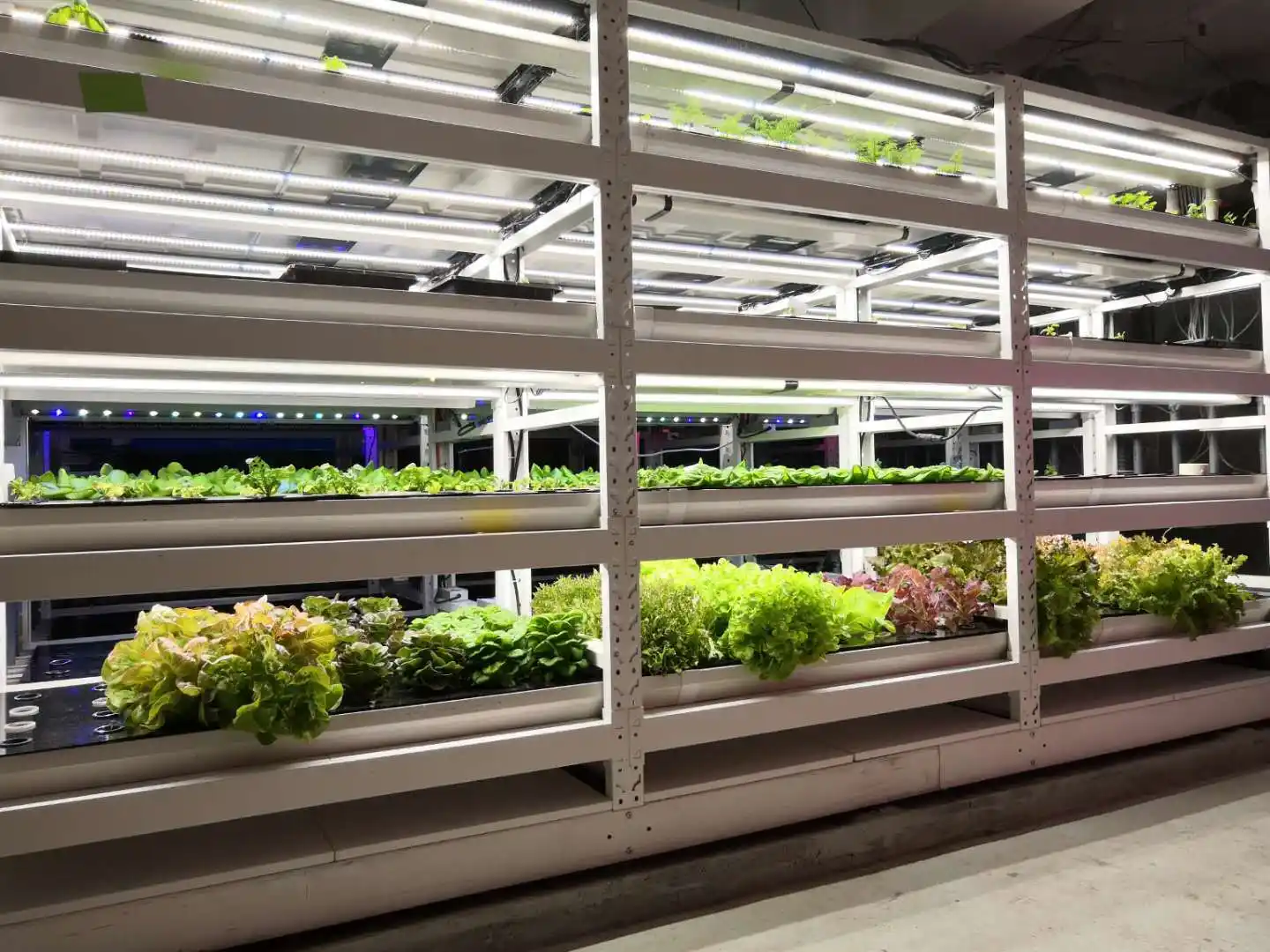 Learnew factory price grow led best supplier bulk buy 4