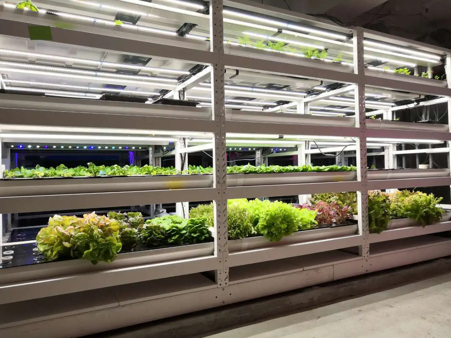 Learnew promotional cob led grow chip company for auto lamp 4