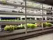 Learnew promotional cob led grow chip company for auto lamp 4