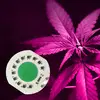 LEARNEW china supplier full spectrum 380-780nm 150W driverless ac220V-240VV cob led grow light chip 3