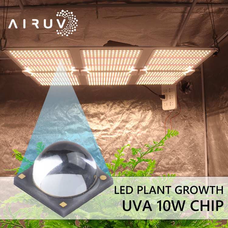 Anpassbare Learnew Fabrik Direktverkauf UV-Licht 6-7 V 10 W 385 Nm LED-Diode 10 W Lampe 395 Nm LED-UVA-Chip 5