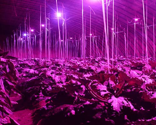 Hot full super bright led chip umols Learnew Brand 9