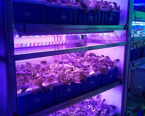 Hot full super bright led chip umols Learnew Brand 10