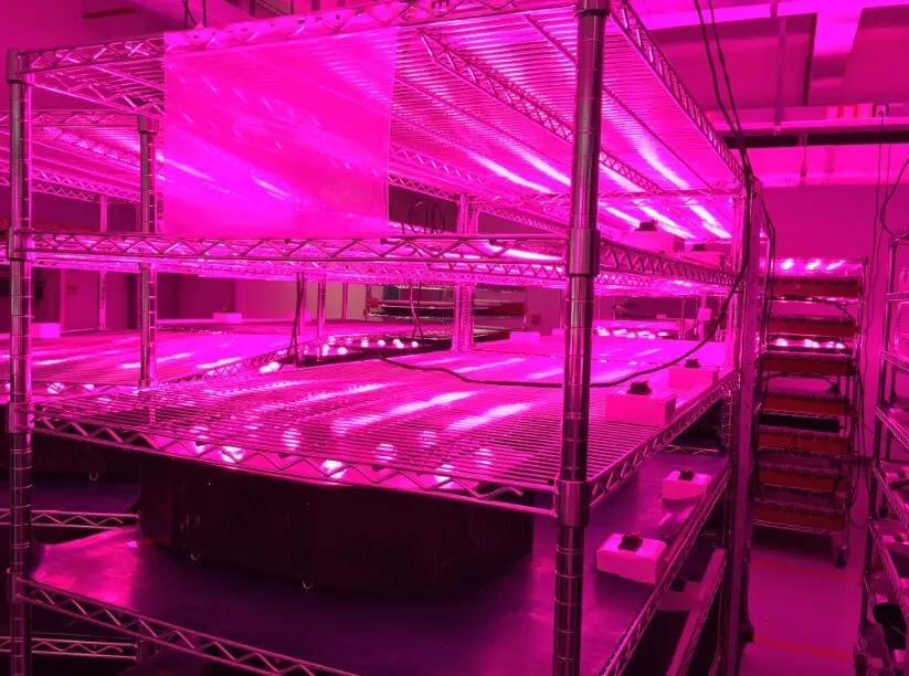 hot-sale cob 50w led full spectrum for auto lamp Learnew 4