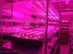 hot-sale cob 50w led full spectrum for auto lamp Learnew 4