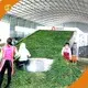 Custom Mushroom Dryer Machine 1
