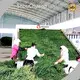 Industrial Fruit Dehydrator Machine Manufacturing 1