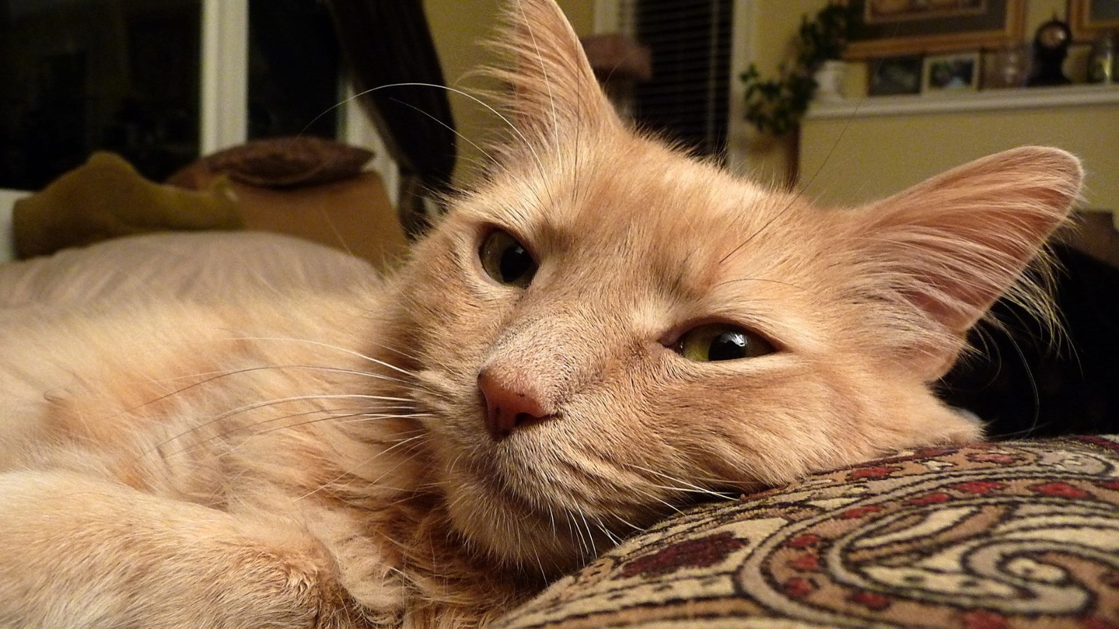 How to safely sleep with pets 1