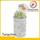 Tangchen Wholesale unique christmas tree decorations for business for home 1