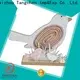 Tangchen autumn xmas decorations company for home decoration 1