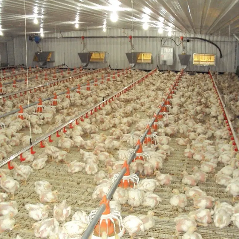 stable plastic slatted floor directly sale for breeding 8