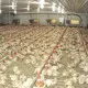stable plastic slatted floor directly sale for breeding 8