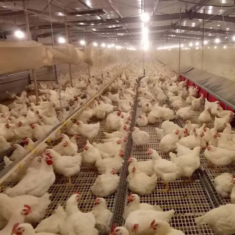 stable plastic slatted floor directly sale for breeding 9