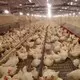 stable plastic slatted floor directly sale for breeding 9