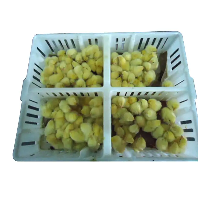 Trust&Deal Breeding Equipment chicken crates for sale design for livestock farm 2