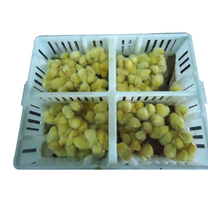 approved poultry crates factory for farm 2