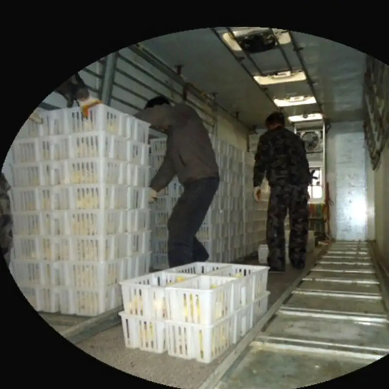 Trust&Deal Breeding Equipment chicken crates for sale design for livestock farm 10