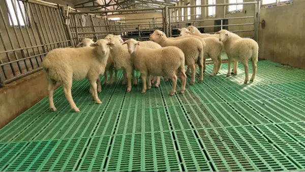 CE tested high strength plastic goat or sheep slat flooring 1