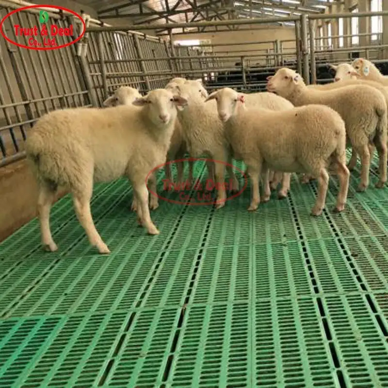 Trust&Deal Breeding Equipment slatted floor customized for farm2 7