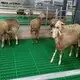 quality plastic slat flooring customized for farm 8