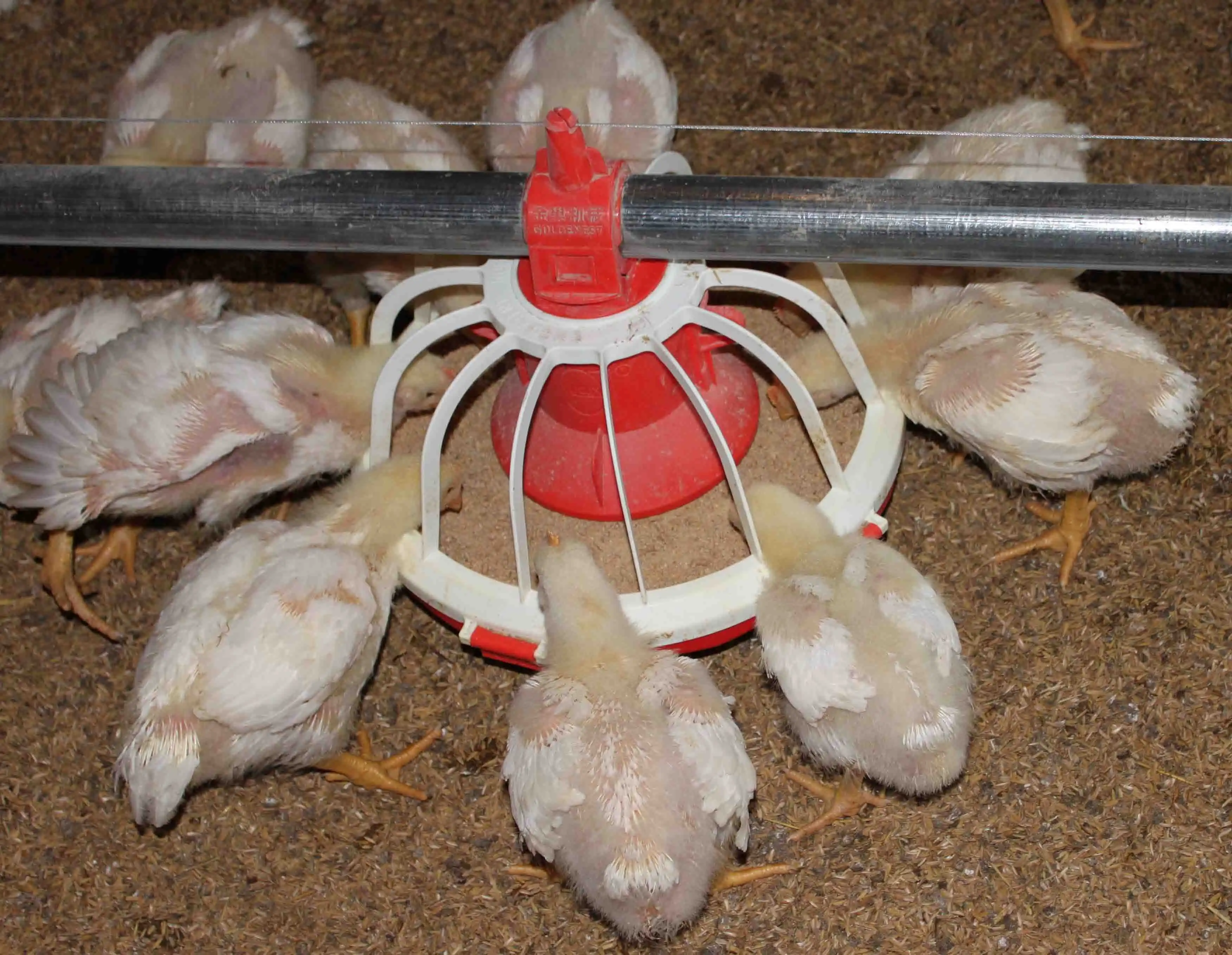 feeding and drinking line system in broiler and breeder farms feeders and drinkers 1