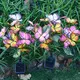 Best Decorative Solar Lights by Solarmks 3