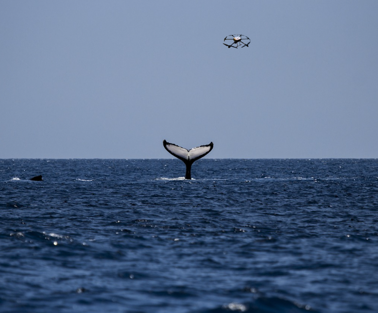 Enhancing Cetacean Research: The Role of Drones in Observation 5