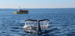 Enhancing Cetacean Research: The Role of Drones in Observation 6