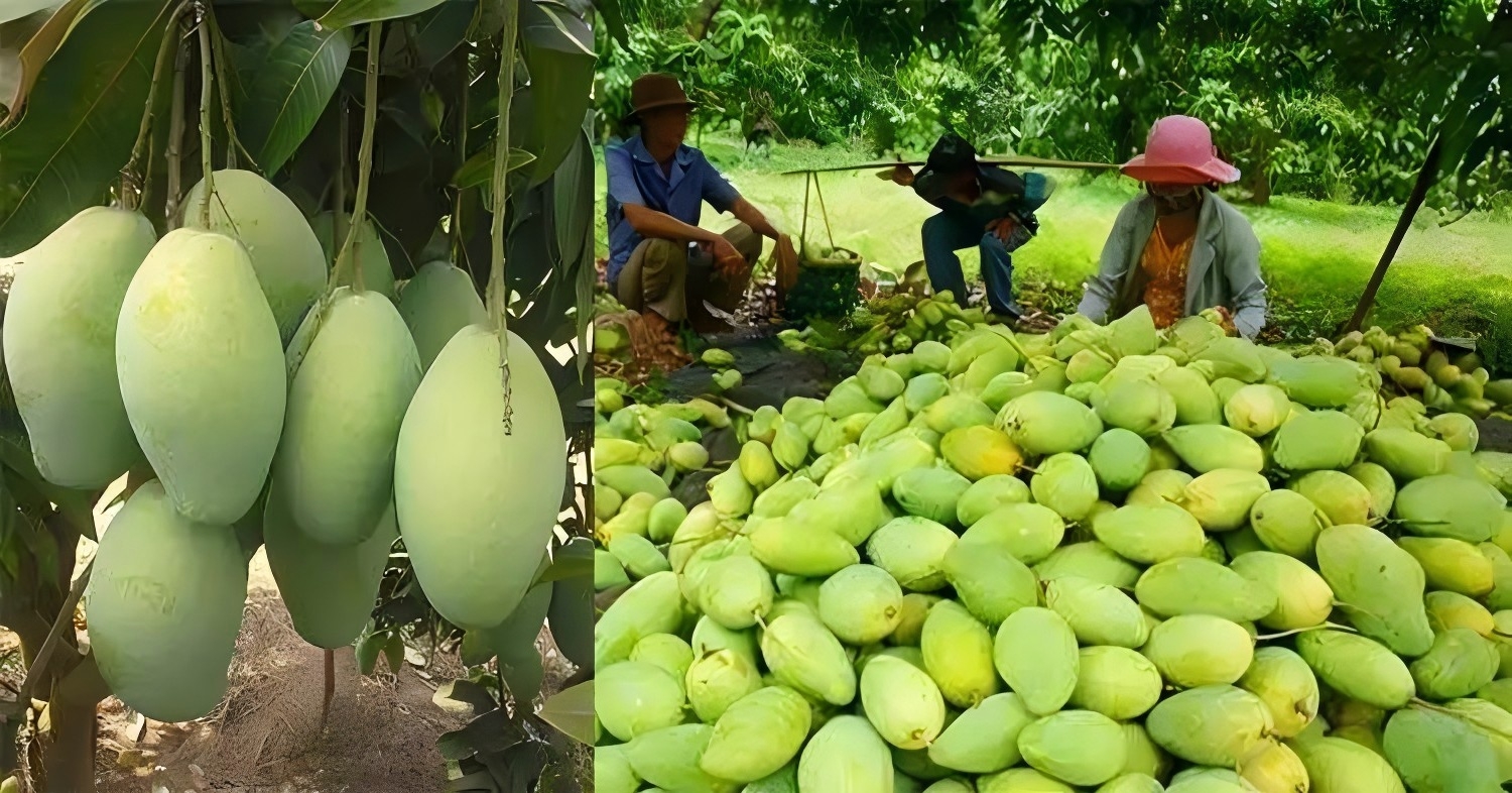 Climate-Resilient VHT Systems for Tropical Export Hubs | AIM